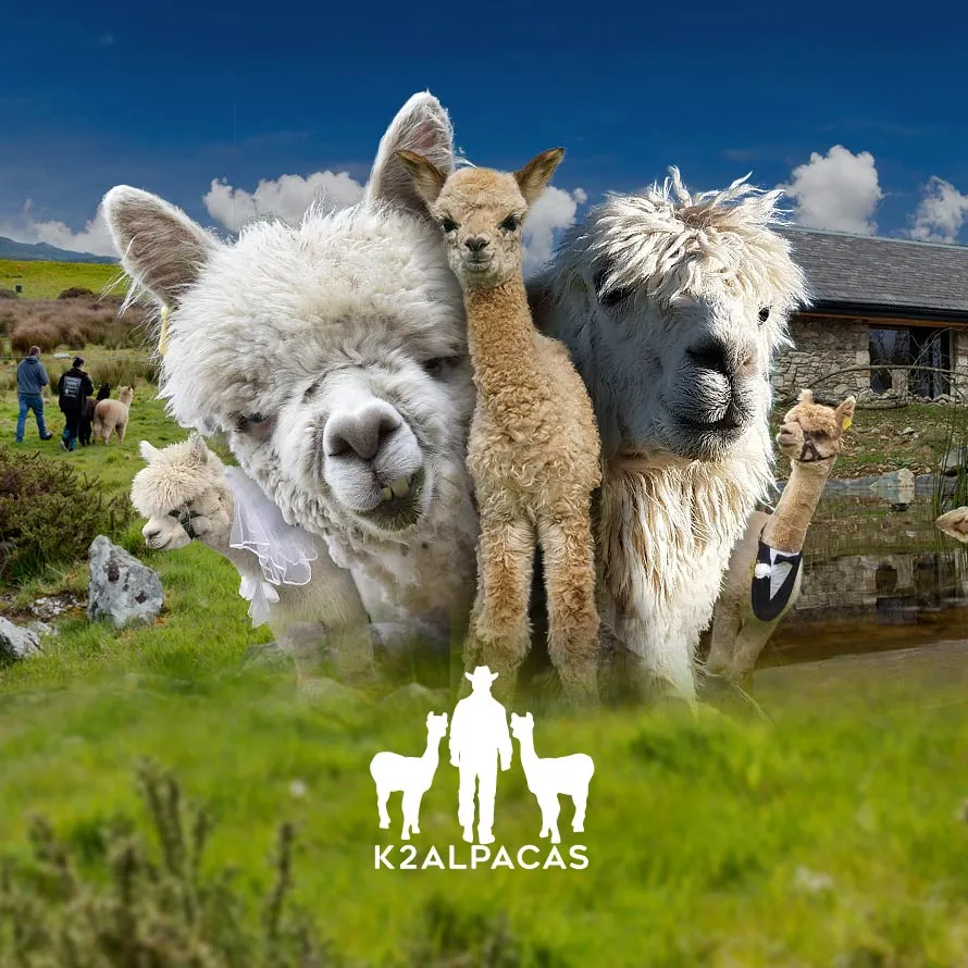 K2Alpacas.ie Website Design and development by FCDM.ie